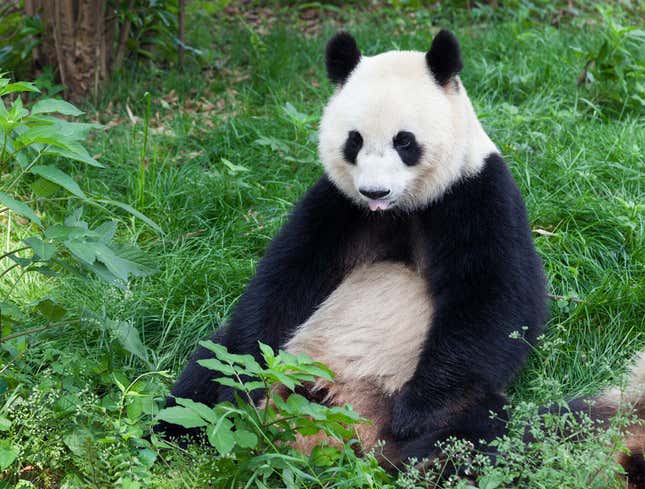 Image for article titled Self-Conscious Panda Swears It Overheard Zookeeper Refer To It As ‘Giant’
