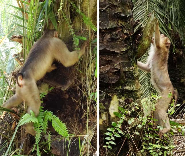 Macaques hunting for rats at the base of oil palm trees.