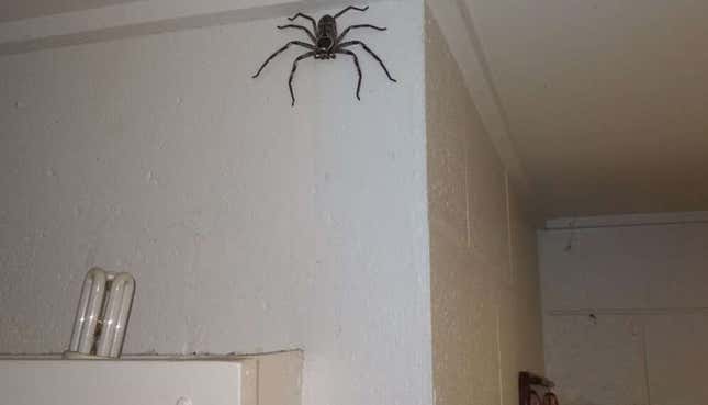 Imagen para el artículo titulado Adivina dónde está el garaje con una araña del tamaño de tu cara viviendo con su dueño