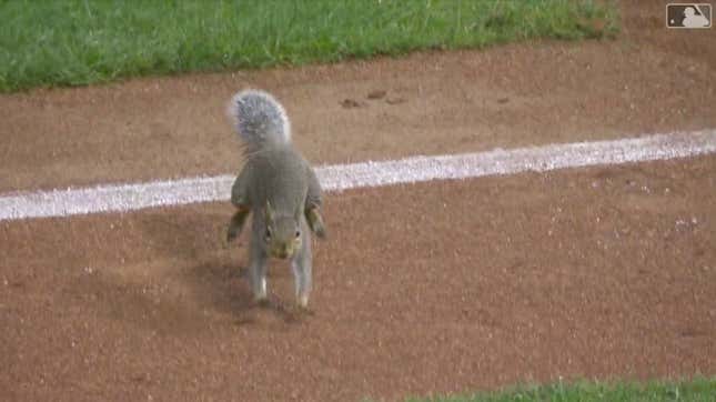 Image for article titled Idiot Squirrel On The Field Successfully Invades Consecutive Twins Games