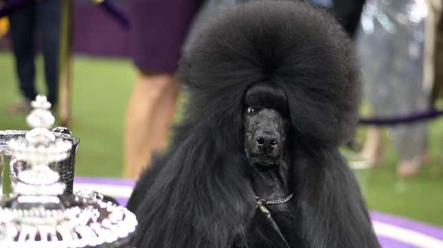 The bouffant of a dog who’s got it.