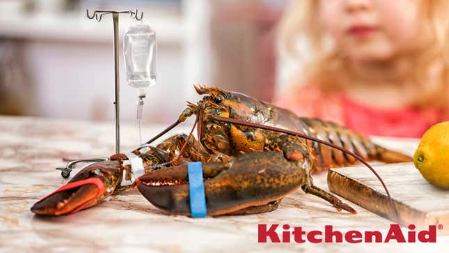 Image for article titled KitchenAid Unveils New Lobster Sedation Kit To Reduce Cruelty Of Boiling Them Alive