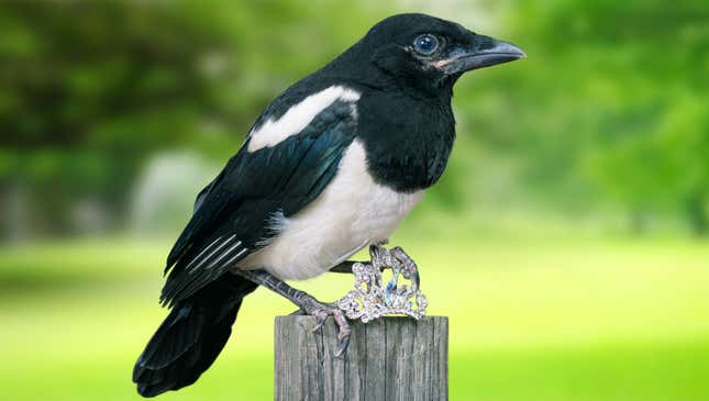 Image for article titled Magpie Worried Mate Only Interested In Him For Collection Of Shiny Objects