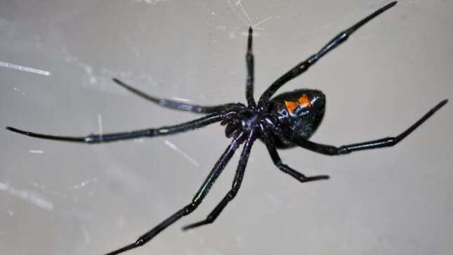 Imagen: Ken-ichi Ueda/WikipediaCC