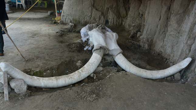 Mammoth skull and tusks found in the pitfall. 