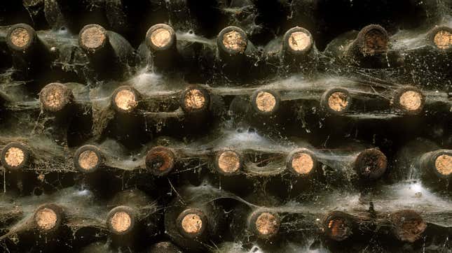 web covering old bottles of wine