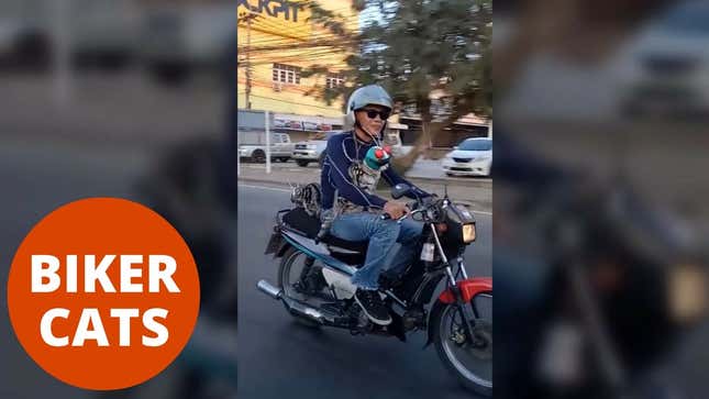 Motorcycle Cats