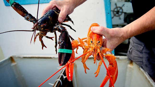 Image for article titled A rare orange lobster turns up at a Cape Cod seafood joint
