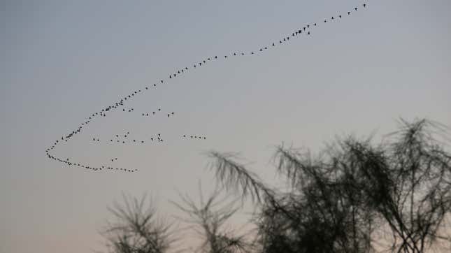 Migratory birds fly south over the U.S.-Mexico border