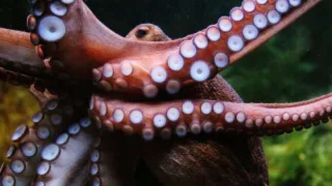 Imagen para el artículo titulado Los tentáculos de los pulpos son capaces de tomar decisiones propias sin la intervención del cerebro