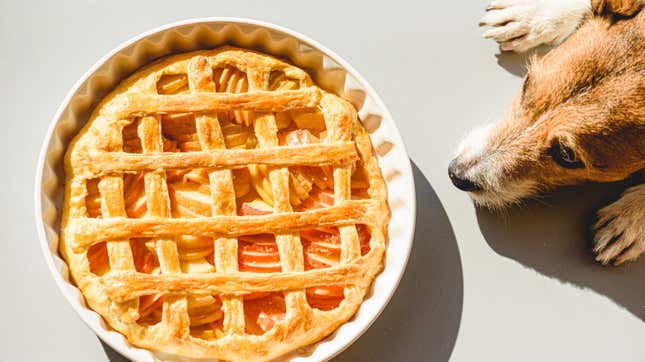 puppy longing for a pie