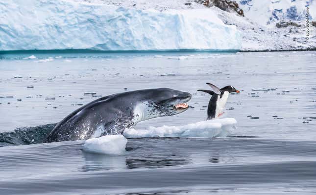 © Eduardo Del Álamo - Wildlife Photographer of the Year