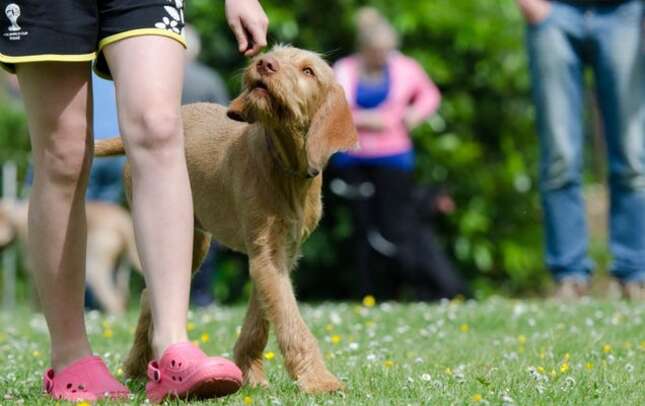 La razón por la que tu perro te persigue a todos lados