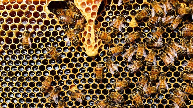Las abejas macho ciegan a las reinas después de aparear con ellas. ¿Su objetivo? Evitar que busquen a otros.