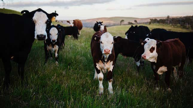 Las vacas son criaturas naturalmente curiosas. Les gusta mucho la música, y se ha demostrado de que irán a dónde se toca y se quedarán para escucharla.