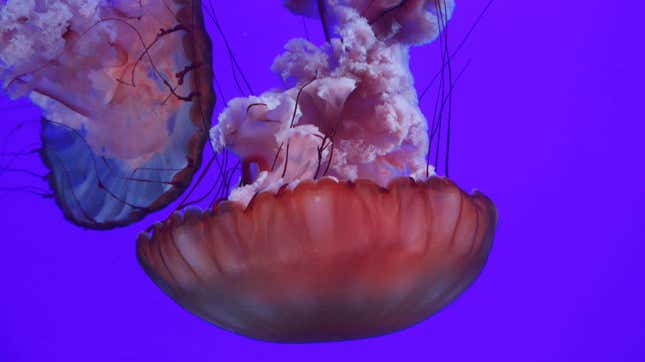 Image for article titled Meditate with some nice, only mildly creepy jellyfish