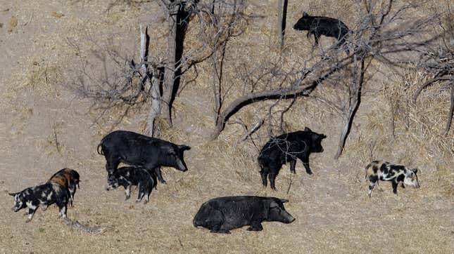 Image for article titled If You Think 30-50 Feral Hogs Sounds Bad, Just Wait