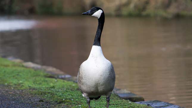 Image for article titled Goose Thinking Of Migrating Home A Couple Weeks Early To Avoid The Crowds