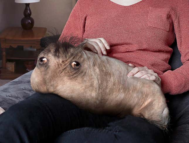 Image for article titled Anxious Owner Pets Dog Down To Hairless Stump