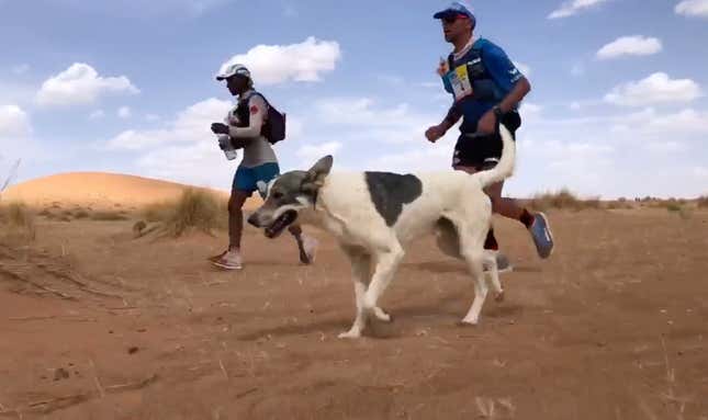 Image for article titled Dog Runs Grueling Desert Ultramarathon Just For Fun