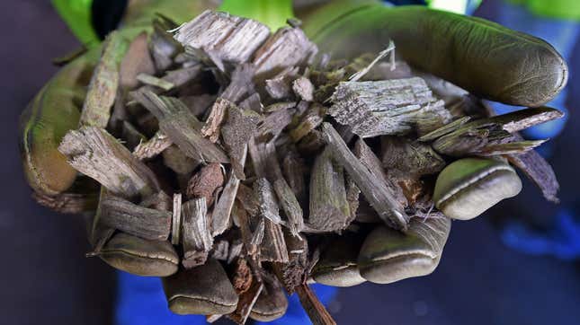 Wood pellets to be burned in a biomass-powered plant.
