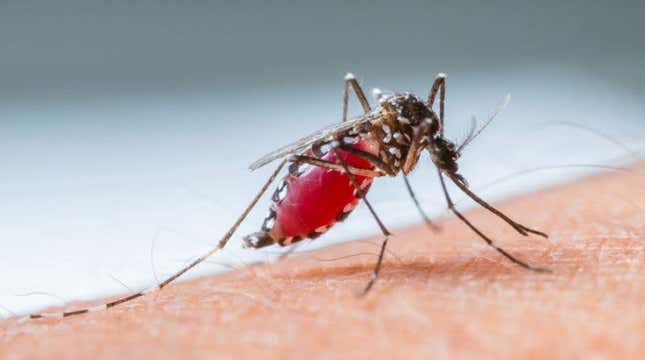 Imagen para el artículo titulado Qué ocurriría en el planeta si el hombre consigue extinguir a todas las especies de mosquitos