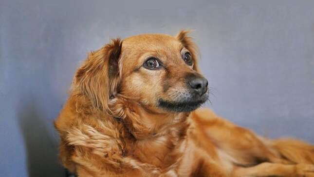 Un estudio revela que a tu perro le interesa más la cara de otro perro que la tuya