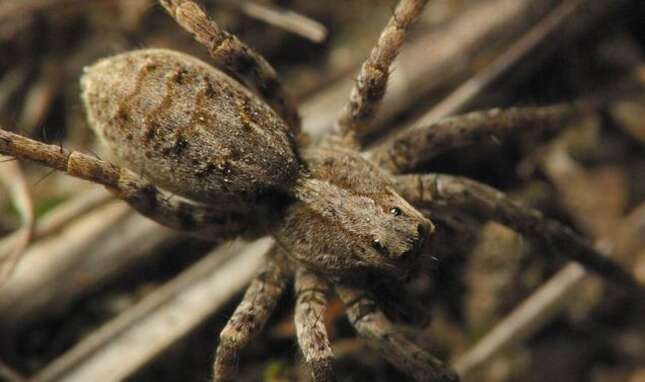 Las arañas lobo del Ártico han cambiado su dieta. Se están comiendo entre ellas