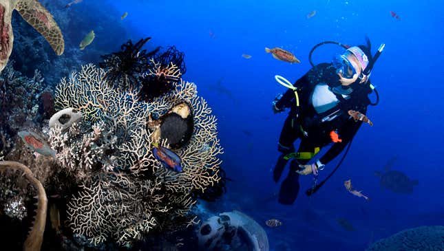 Image for article titled Great Barrier Reef Offers Scuba Divers Chance To See Beautiful Diversity Of Ocean Death