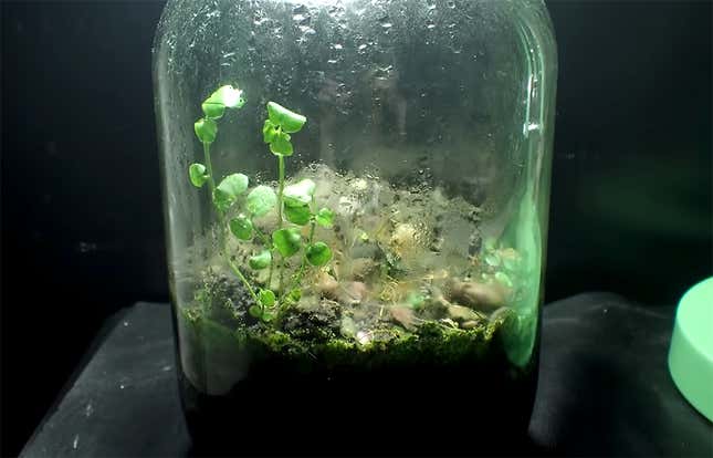 Imagen para el artículo titulado Esta jarra de cristal lleva cerrada 12 años. En su interior ha evolucionado un fascinante ecosistema