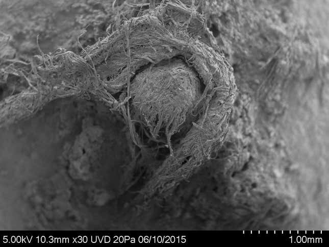 Microscopic image of the Neanderthal cord.