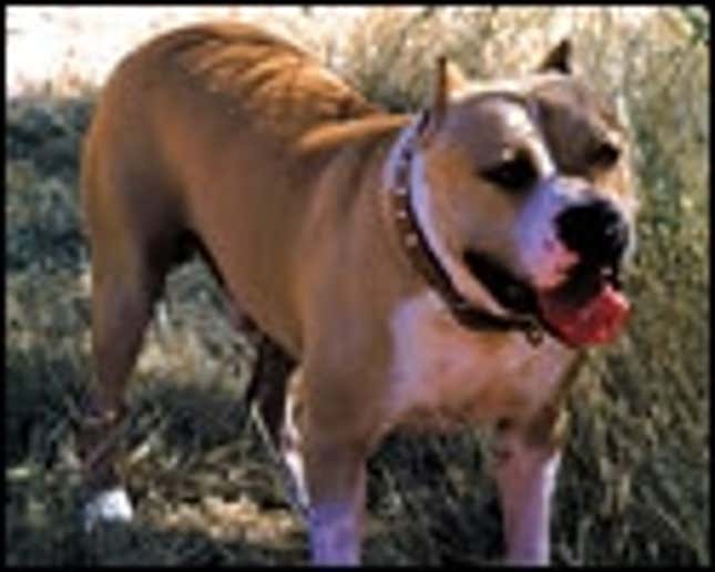 Image for article titled Heroic Pit Bull Journeys 2,000 Miles To Attack Owner