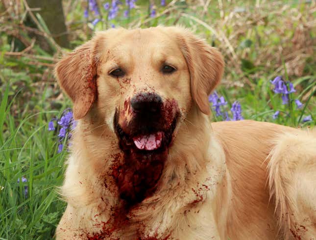 Image for article titled Golden Retriever Mauls 5 In Huge Victory For Pitbull Apologists