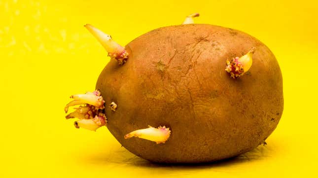 Image for article titled Is it okay to cook with sprouted potatoes?