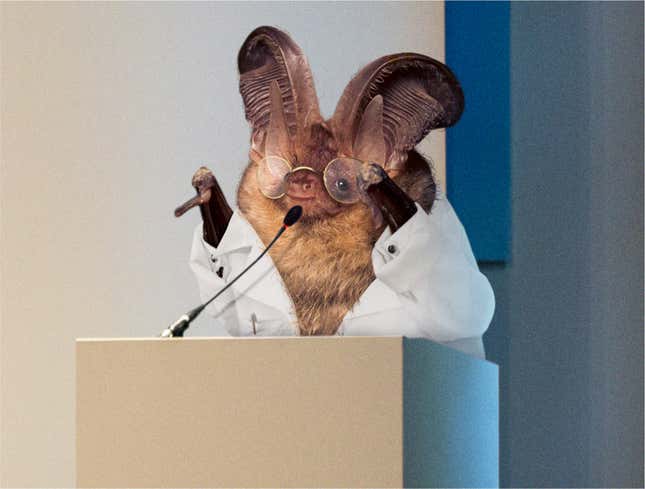 Image for article titled Bat Scientists Urge Colony To Reduce Spread Of Coronavirus By Sneezing Into Wing