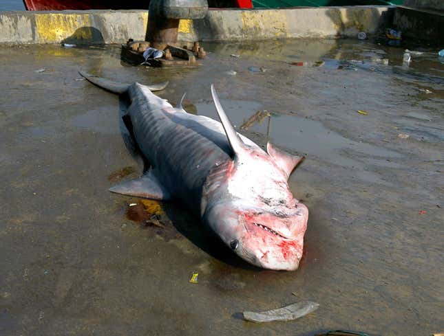 Image for article titled Thai Fishermen Find Iowa Caucus Results In Stomach of Tiger Shark