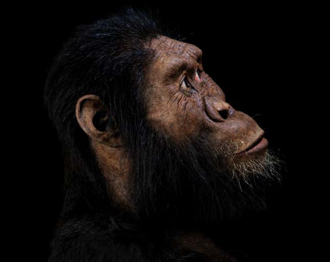 Artist’s reconstruction of A. anamensis.