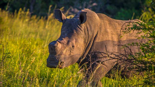 A rhino with a trimmed horn, which can make them less of a target for poachers.