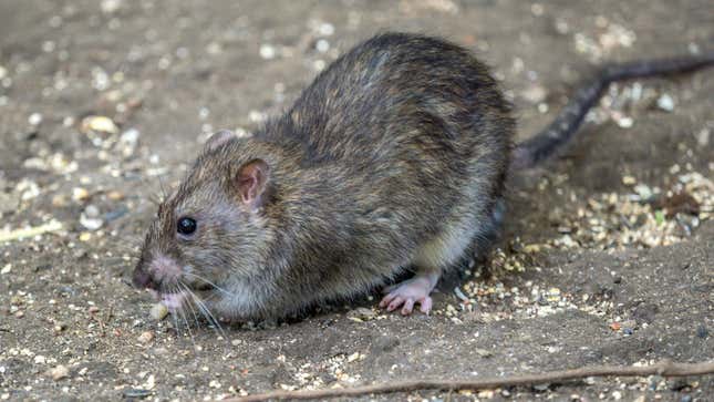 Image for article titled NYC unleashes new weapon in war on rats: buckets of alcohol