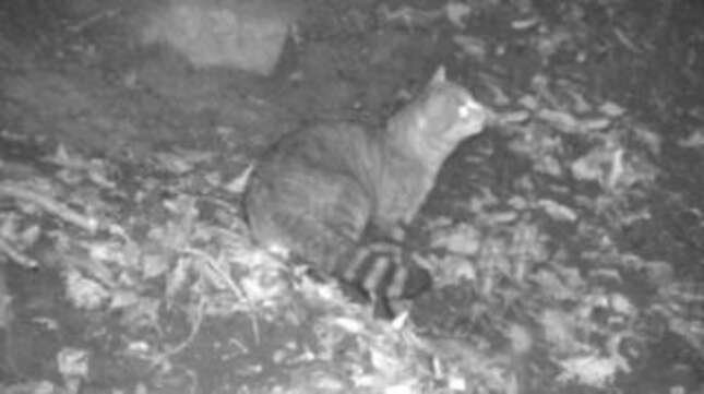 Imagen para el artículo titulado Hallan una nueva especie de gato desconocida que podría explicar la leyenda del gato-zorro de Córcega