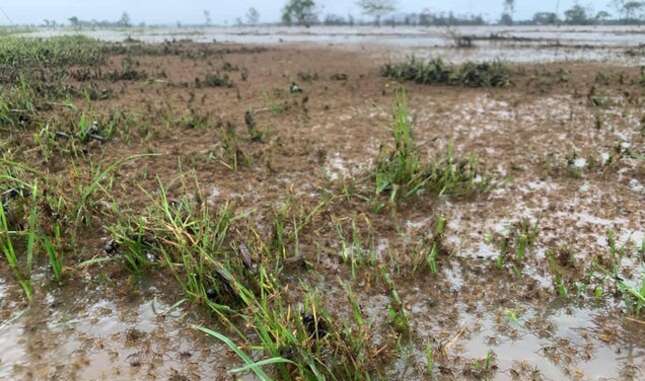 Imagen para el artículo titulado Miles de arañas están huyendo a las casas para escapar de las inundaciones en Australia