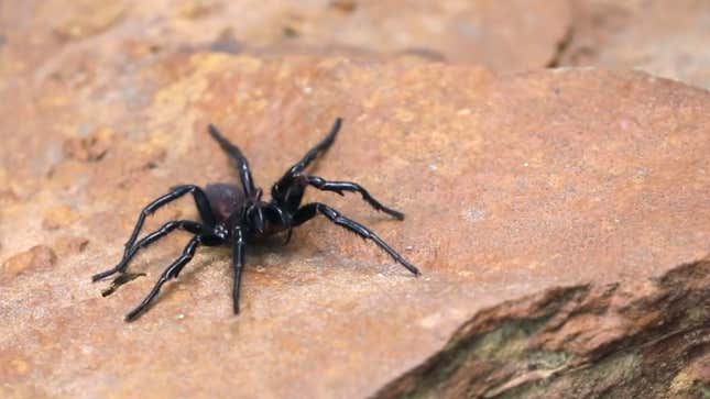 Imagen para el artículo titulado La misma lluvia que apagó los incendios en Australia amenaza con provocar una plaga de arañas mortales