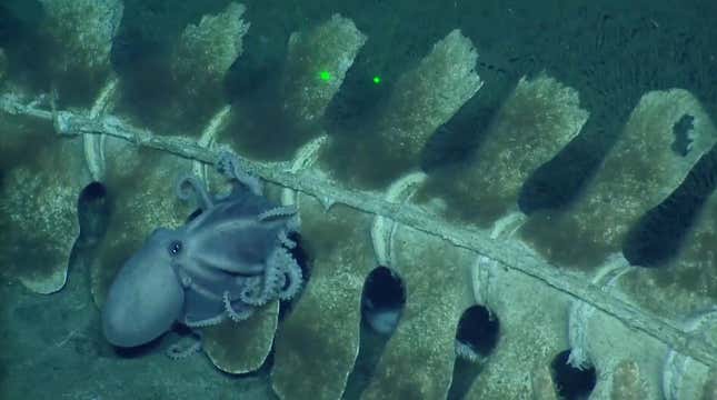 An octopus clinging to the skeleton. The greenish fuzzy parts on the bone are bone-eating worms.