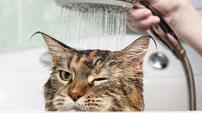 Image for article titled How to Give Your Cat a Bath
