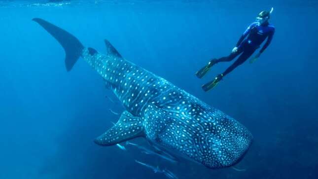 Determinan la edad de los tiburones ballena por primera vez gracias a los restos de bombas atómicas