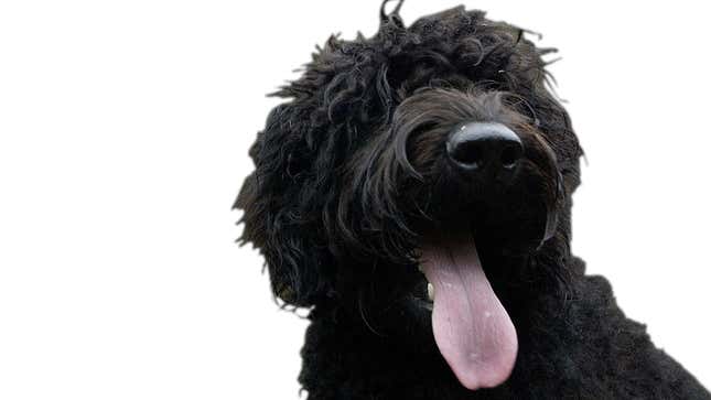Image for article titled The Inventor of the Labradoodle Is Filled With Regret