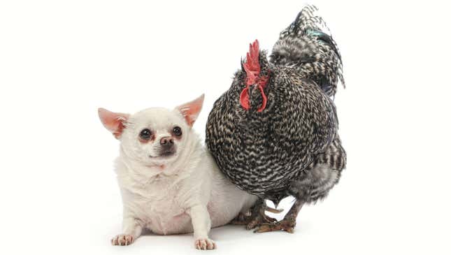 Image for article titled 8 Unlikely Animal Friendships