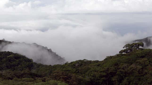 The cloud forest at Monteverde Cloud Forest Reserve, Costa Rica.