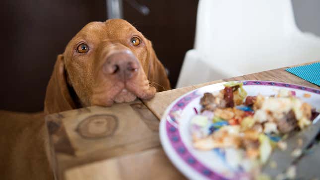 Image for article titled How To Deal With Common Dog Behavior Problems