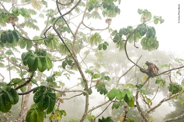 © Carlos Perez Naval - Wildlife Photographer of the Year